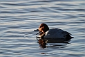 Pochard male with beak open - H